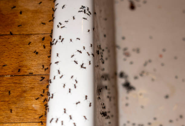 Best Commercial Pest Control Services  in Redland, MD