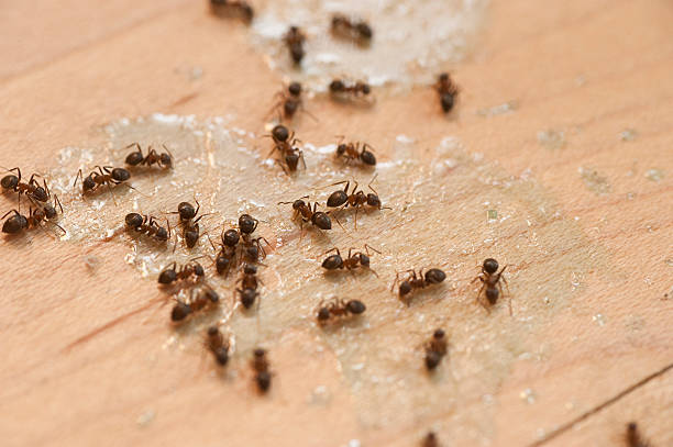 Best Affordable Pest Control Services  in Redland, MD
